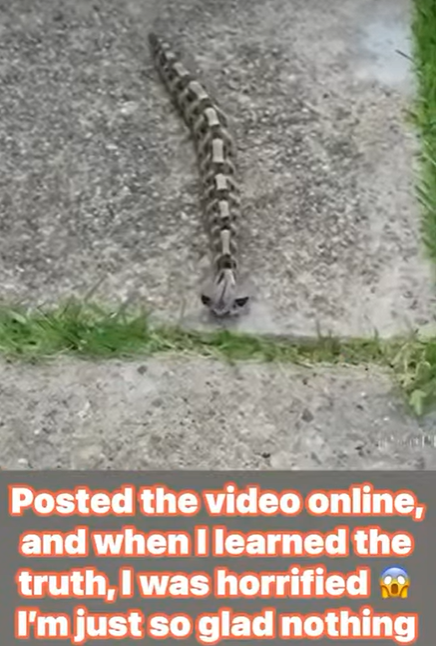 In the morning, I noticed something in the yard and thought it was just a toy – but the reality…