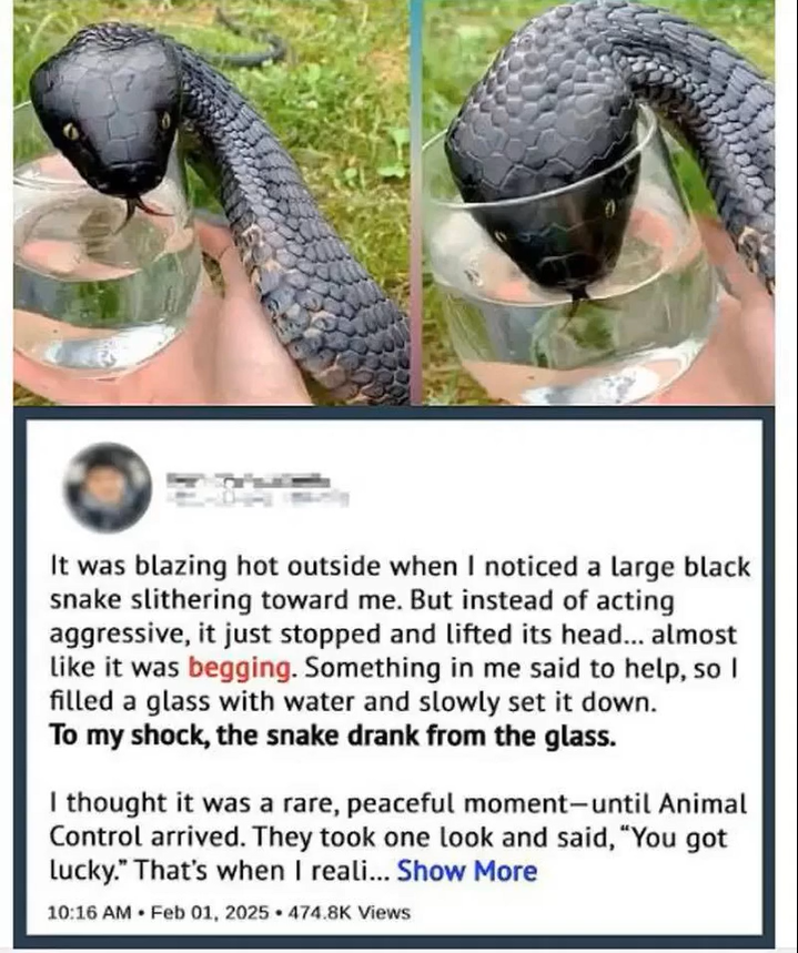 The Snake by the Lake: A Silent Warning