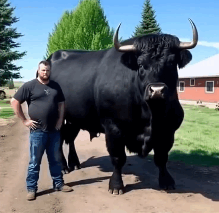 From Dud to Stud: How My $6,500 Bull Found His Drive