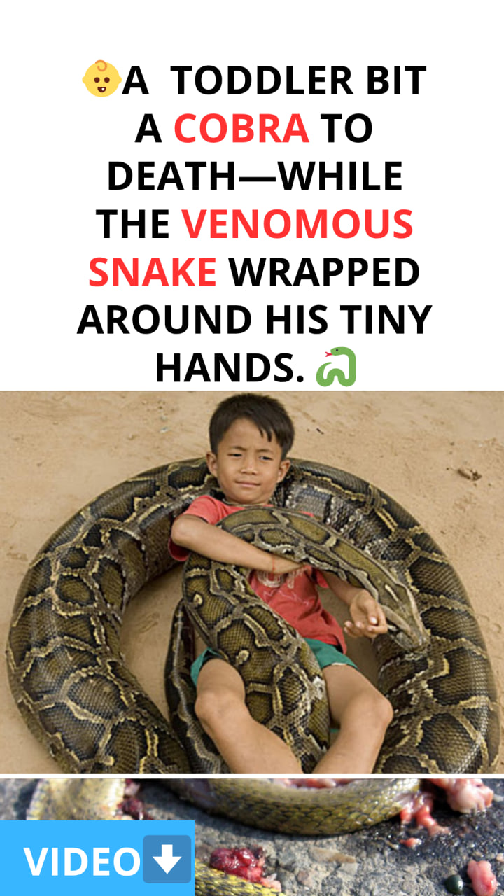 A one-year-old in Bihar bites a cobra; the boy survives, but the snake dies.
