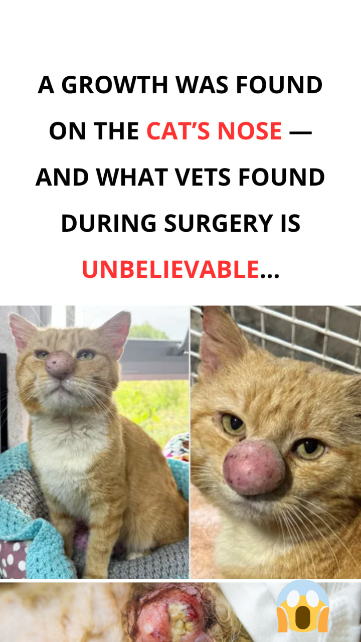 A Year After His Rescue, the Strange Reason Behind This Cat’s Enormous Nose Is Finally Uncovered