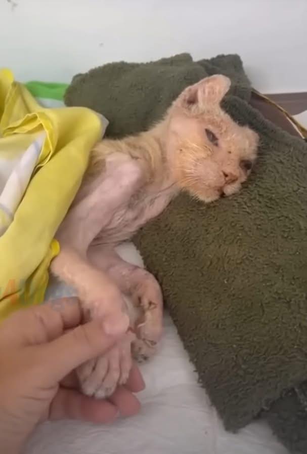 Abandoned Cat Fights for Life – Kind People Give Her a Second Chance