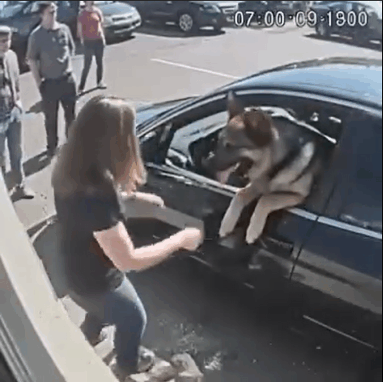 I SMASHED A STRANGER’S CAR WINDOW TO SAVE A DOG — AND THEN SOMETHING COMPLETELY